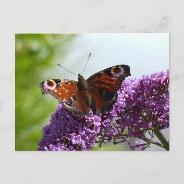 Carte Postale Papillon Peacock 2 (Devant)