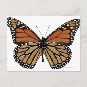 Carte Postale Papillon Plexippus Danaus
