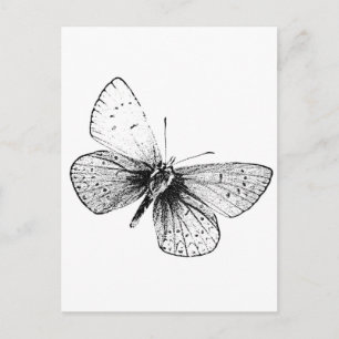 Carte Postale Papillon Pop Art