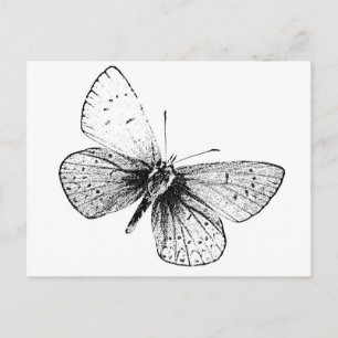 Carte Postale Papillon Pop Art