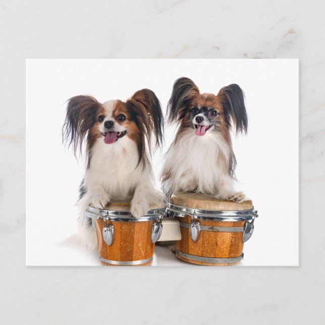 Carte Postale Papillon Puppies Jouer des tambours (Devant)