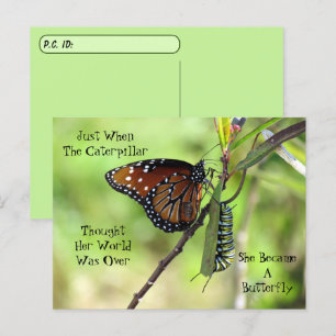 Carte Postale Papillon Queen et monarque avec boîte d'identifica