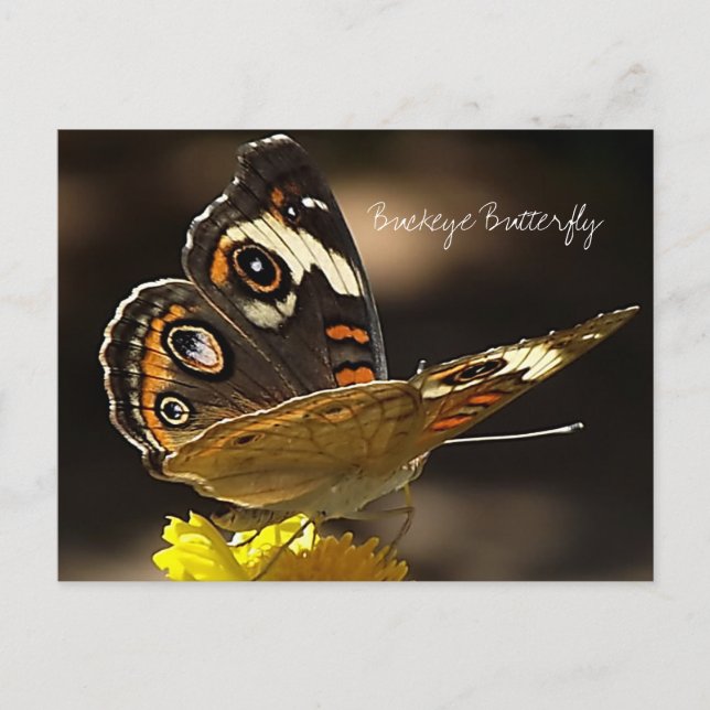 Carte Postale Papillon rouge sur une fleur jaune avec texte (Devant)