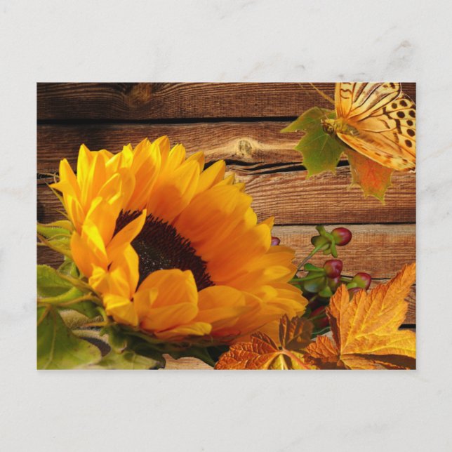 Carte postale, papillon rustique de tournesol (Devant)