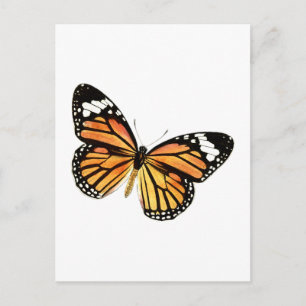 Carte Postale Papillon Schmetterling