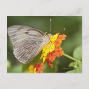 Carte Postale Papillon simple sur fleurs jaunes et rouges