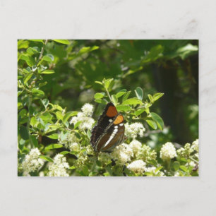 Carte Postale Papillon-soeur de Californie en Yosemite
