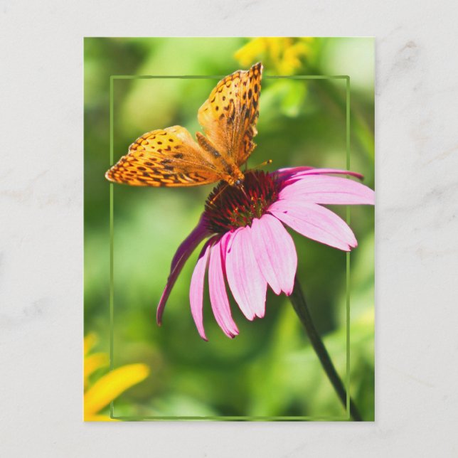Carte Postale Papillon sur confleur pourpre (Devant)