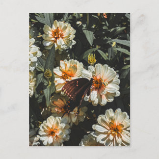Carte Postale Papillon sur des zinnias blancs aux centres orange