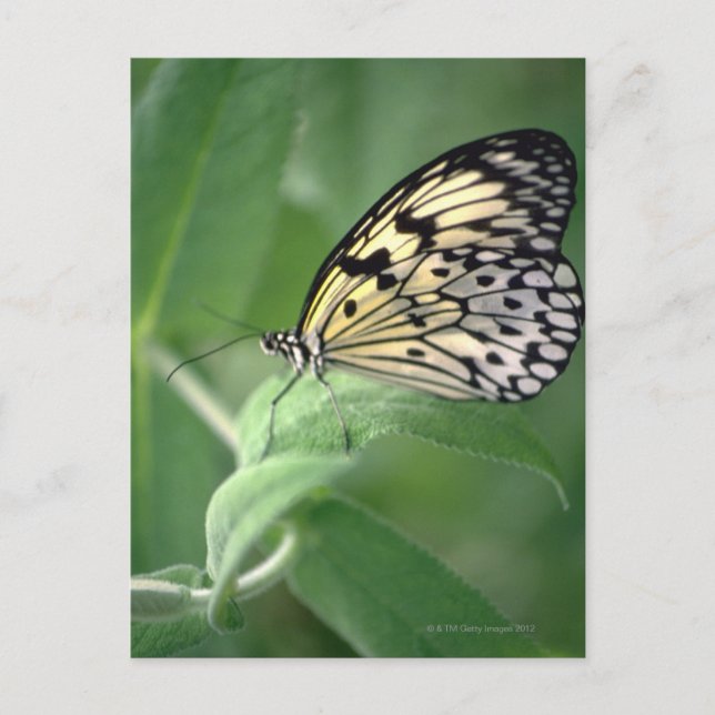 Carte Postale Papillon sur feuille (Devant)