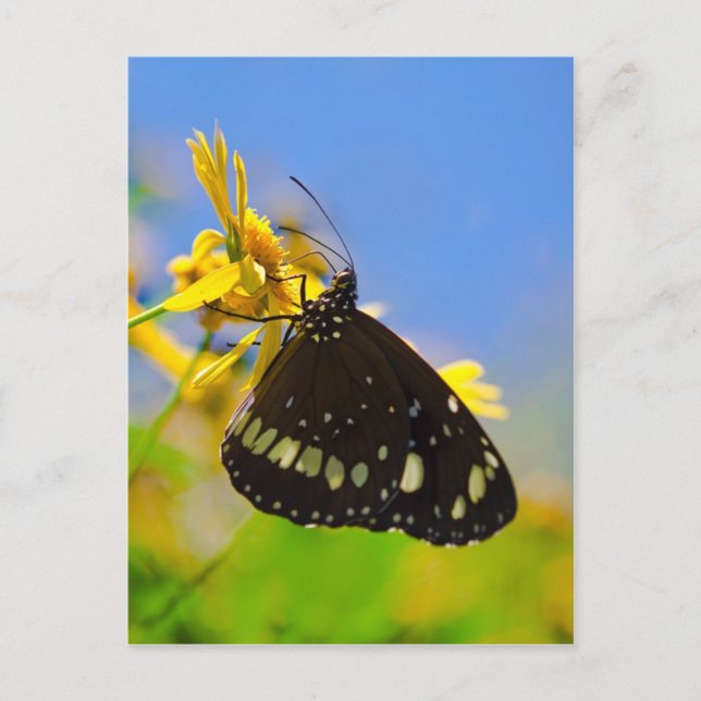 Carte Postale Papillon sur Fleur Jaune (Devant)