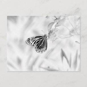 Carte Postale Papillon sur fleur - Noir et Blanc