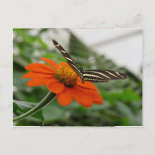 Carte Postale Papillon sur Fleur orange