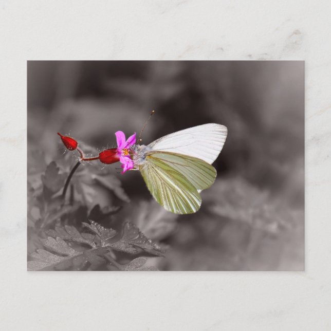 Carte Postale Papillon Sur Fleur Rose (Devant)