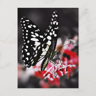 Carte Postale Papillon sur Fleur rouge