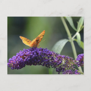 Carte Postale Papillon sur papillon Bush fleuron
