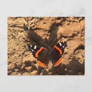 Carte Postale papillon sur terre