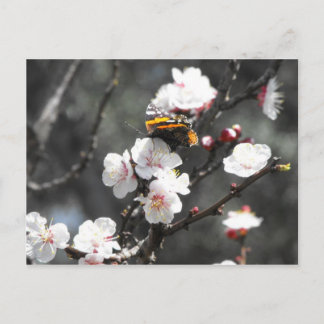 Carte Postale Papillon sur un arbre aux amandes