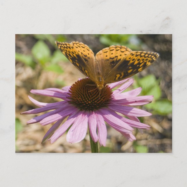 Carte Postale Papillon sur un confleur pourpre (Devant)