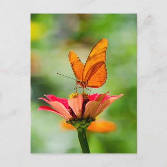Carte Postale Papillon sur une fleur (Devant)
