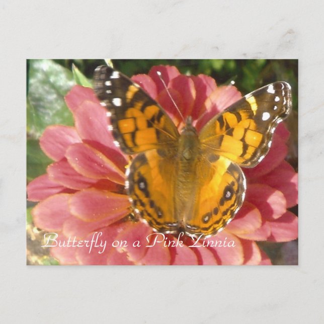 Carte Postale Papillon sur une Zinnia rose (Devant)