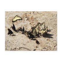 Papillon Swallowtail