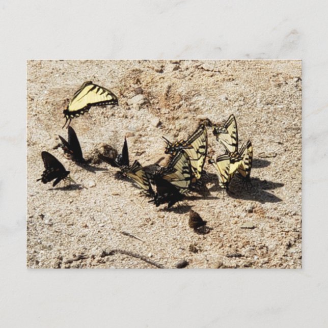 Carte Postale Papillon Swallowtail (Devant)