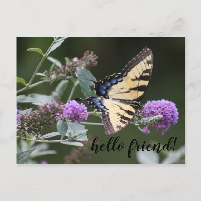 Carte Postale Papillon Swallowtail (Devant)