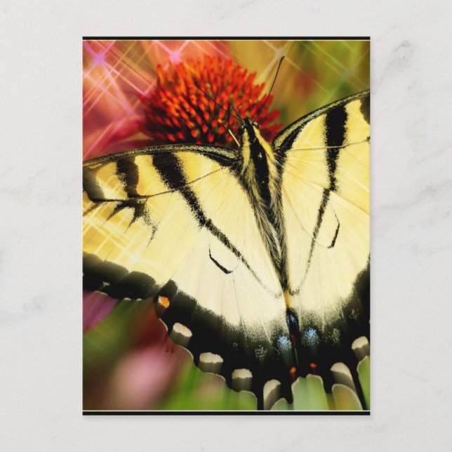 Carte Postale Papillon Swallowtail (Devant)