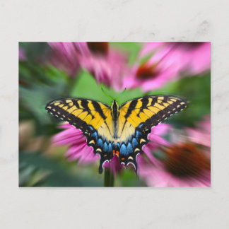 Carte Postale Papillon Swallowtail
