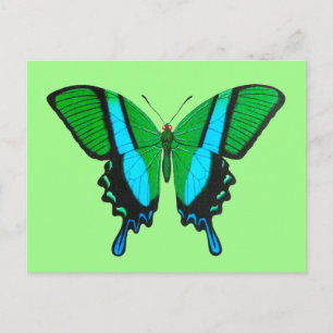 Carte Postale Papillon Swallowtail en vert, turquoise et noir