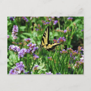 Carte Postale Papillon Swallowtail géant sur Purple Statice