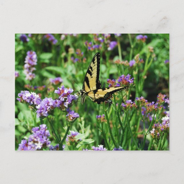 Carte Postale Papillon Swallowtail géant sur Purple Statice (Devant)