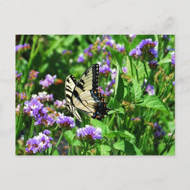 Carte Postale Papillon Swallowtail géant sur Purple Statice (Devant)