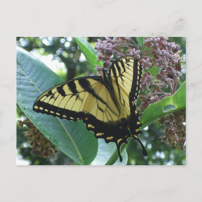 Carte Postale Papillon Swallowtail I sur Milkweed à Shenandoah (Devant)