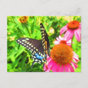 Carte Postale Papillon swallowtail noir sur fleurs d'échinacée r