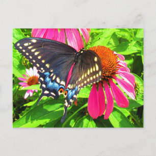 Carte Postale Papillon swallowtail noir sur fleurs d'échinacée r