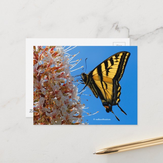 Carte Postale Papillon Swallowtail sur la fleur Buckeye (Devant/Arrière en situation)