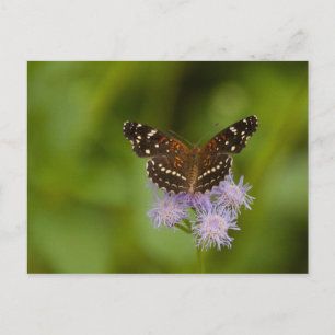 Carte Postale Papillon texan croissant