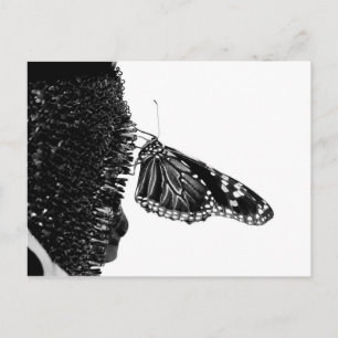 Carte Postale papillon timide blacq