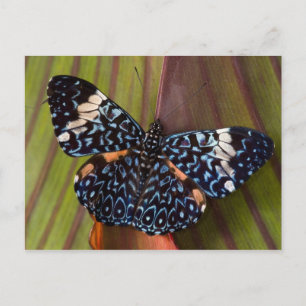 Carte Postale Papillon Tropical