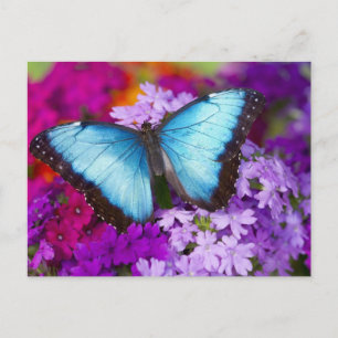 Carte Postale Papillon tropical de Sammamish Washington