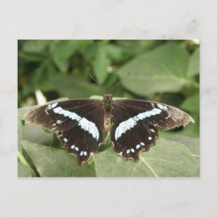 Carte postale Papillon tropical noir et blanc