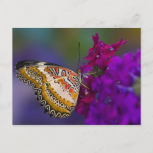 Carte Postale Papillon Tropical sur Fleurs Violettes