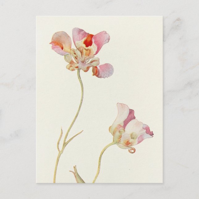 Carte Postale Papillon Tulip par Margaret Armstrong (Devant)