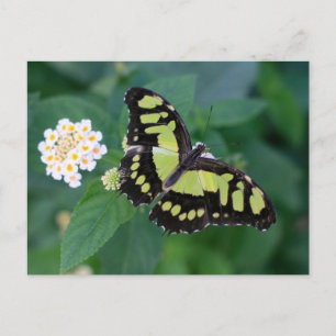 Carte Postale Papillon vert