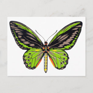 Carte Postale Papillon vert