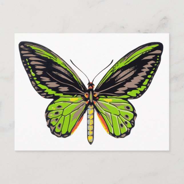 Carte Postale Papillon vert (Devant)