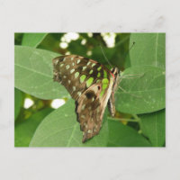 Carte postale Papillon vert Iridescente tropicale