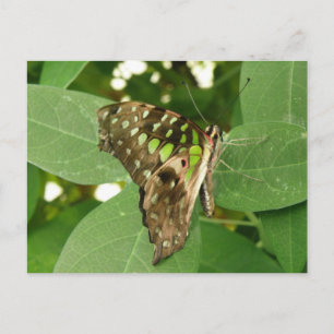 Carte postale Papillon vert Iridescente tropicale